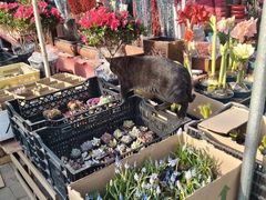 -中环花鸟鱼虫市场
