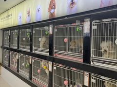 -翊宠yipet猫狗购宠庄园犬舍•猫舍