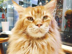 -藏猫猫咖啡主题馆(中央大道店)