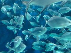 -上海海洋水族馆