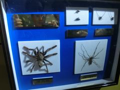 -上海昆虫博物馆