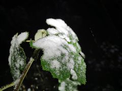 -武陵山森林公园
