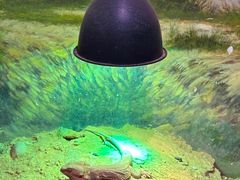 -正佳雨林生态植物园