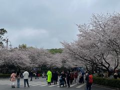 -武汉大学-樱园