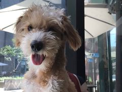 -Oh My Dog宠物沙龙(伊珊娜皮毛护理店)