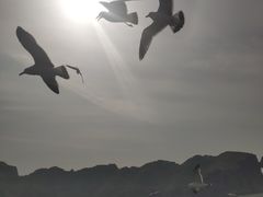 -长岛万鸟岛
