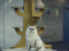 -BABIT巴比特宠物(MOMOPARK店)