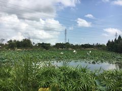 -上海长兴岛郊野公园