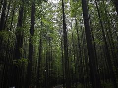 -山王坪喀斯特国家生态公园