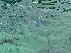 -悉尼海洋生物水族馆