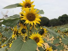 -松山湖梦幻百花洲