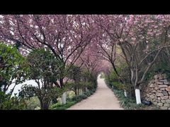 -石老人观光园
