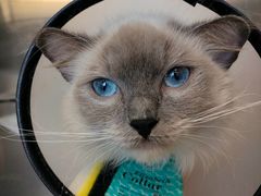 -艾贝尔宠物医院·24H转诊中心·肿瘤猫专科(江宁双龙店)