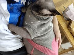 -李小姐の猫咖啡馆(五角场店)