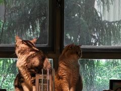 -咖法森林·咖啡  酒吧(天河店)