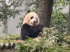 -中国大熊猫保护研究中心雅安碧峰峡基地