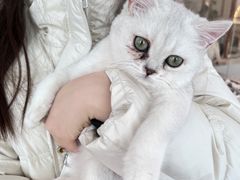 -共舞时光猫咖·狗咖(新街口店)