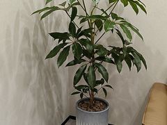 -W·24H茶楼·棋牌·掼蛋(望京店)