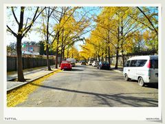 -三里屯东五街银杏大道