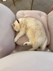 -B.Bridge Couture婚纱礼服(福田店)