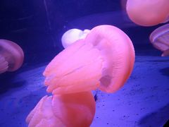-悉尼海洋生物水族馆