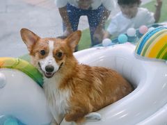 游泳-BABYDOG宝贝狗宠物乐园(欧洲城店)
