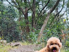 -青芝山风景名胜区