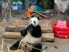 -海南热带野生动植物园