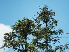 -武陵山森林公园