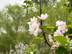 -海棠花溪(元大都城垣遗址公园)
