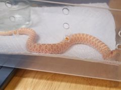 -酷以爬仙阁实体爬宠店·守宫·蜥蜴·专业繁育