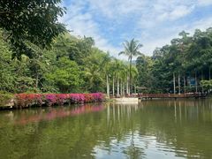 -西双版纳原始森林公园