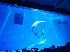 -芜湖新华联大白鲸海洋公园