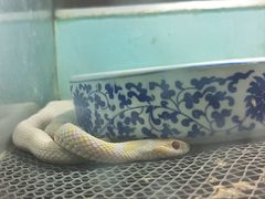 -上海大自然野生昆虫馆