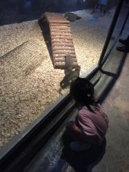 -酷嗒动物文化乐园(cutezoo西溪乐天城店)