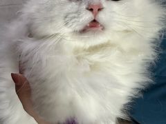 -乐派堂宠物医院·猫友好· 心脏科(东街店)