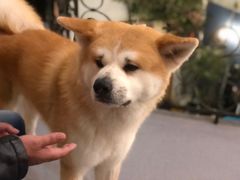-喜柴咖啡·柴犬狗咖