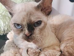 -琪喵猫屋·撸猫猫咖·猫舍