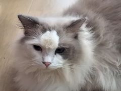 -1013 PET SHOP 宠物商店(近铁城市广场店)