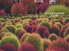 -映月湖中央公园