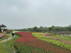-径山花海