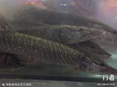 -煲来饱去冷水鱼