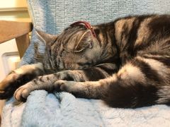 -李小姐の猫咖啡馆(五角场店)