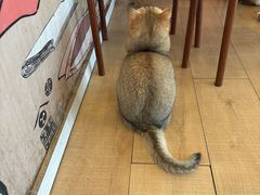 -Let's go狗咖·猫咖·奶狗·桌游(春熙路IFS店)