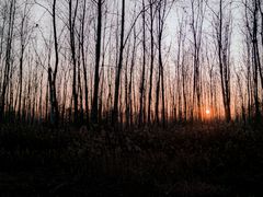 -合肥滨湖国家森林公园