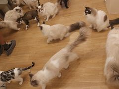 -有喵·猫咖·狗咖·30几只猫10只小狗(岗厦店)