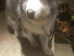 -more than meow吴止猫主题餐厅(承德 中船汇店)