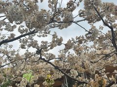 -桃源山庄·水蜜桃采摘·柴火鸡·烧烤团建(龙泉山店)