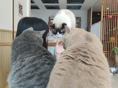 -Catmate·猫肥家润(金润铂宫店)