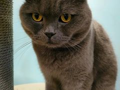 -安格丽娜·狗咖·猫咖羊驼咖(春熙路百盛商场店)